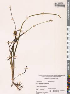 Sparganium × probatovae Tzvelev, Сибирь, Чукотка и Камчатка (S7) (Россия)