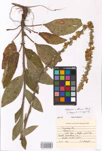 MHA 0 158 845, Verbascum phoeniceum subsp. phoeniceum, Восточная Европа, Центральный район (E4) (Россия)