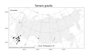 Tamarix gracilis, Гребенщик стройный Willd., Атлас флоры России (FLORUS) (Россия)