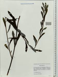 Ива пурпурная, Ива пурпуровая L., Восточная Европа, Московская область и Москва (E4a) (Россия)