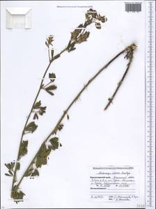 Medicago × varia Martyn, Кавказ, Краснодарский край и Адыгея (K1a) (Россия)