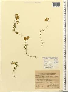 Lotus corniculatus subsp. corniculatus, Кавказ, Грузия (K4) (Грузия)