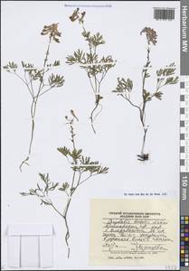 Хохлатка Буша Nakai, Сибирь, Дальний Восток (S6) (Россия)