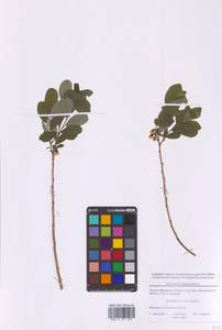 Голубика обыкновенная L., Восточная Европа, Московская область и Москва (E4a) (Россия)