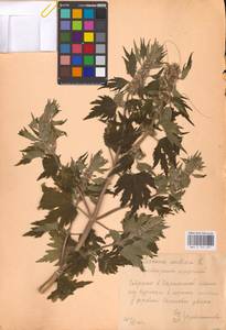 MHA 0 154 691, Пустырник пятилопастный Gilib., Восточная Европа, Центральный лесостепной район (E6) (Россия)