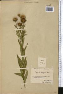Pentanema salicinum subsp. asperum (Poir.) Mosyakin, Средняя Азия и Казахстан, Прикаспийский Устюрт и Северное Приаралье (M8) (Казахстан)