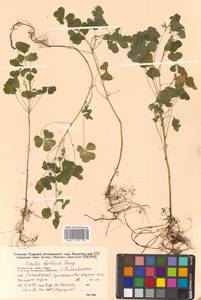 Кислица торчащая L., Сибирь, Дальний Восток (S6) (Россия)