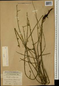 Хондрилла ситниковидная L., Кавказ, Азербайджан (K6) (Азербайджан)