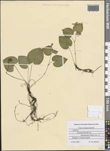 Фиалка Ривиниуса Rchb., Восточная Европа, Северный район (E1) (Россия)