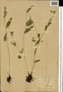 Колокольчик скученный, Колокольчик сборный L., Восточная Европа, Центральный лесостепной район (E6) (Россия)