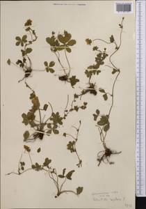 Лапчатка ползучая L., Средняя Азия и Казахстан, Северный и Центральный Тянь-Шань (M4) (Казахстан)