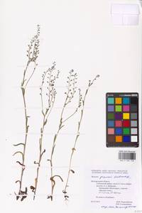 MHA 0 006 748, Myosotis alpestris subsp. suaveolens (Waldst. & Kit. ex Willd.) Strid, Восточная Европа, Центральный лесостепной район (E6) (Россия)