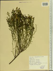 Genista tinctoria subsp. tinctoria, Восточная Европа, Северо-Украинский район (E11) (Украина)