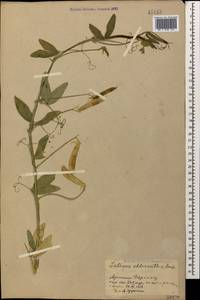 Lathyrus chloranthus Boiss., Кавказ, Армения (K5) (Армения)