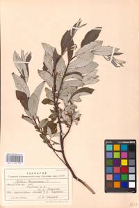 Ива лопарская L., Восточная Европа, Московская область и Москва (E4a) (Россия)