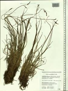 Осока траурная (Holm) T.V.Egorova, Сибирь, Дальний Восток (S6) (Россия)