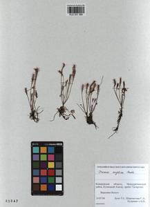 KUZ 001 986, Drosera ×anglica Huds., Сибирь, Алтай и Саяны (S2) (Россия)