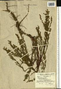 Полынь равнинная, Полынь полевая L., Восточная Европа, Московская область и Москва (E4a) (Россия)