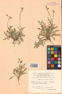 Двурядка меловая Kotov, Восточная Европа, Центральный лесостепной район (E6) (Россия)