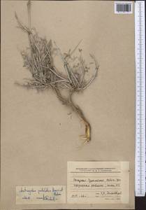 Astragalus podolobus Boiss. & Hohen., Средняя Азия и Казахстан, Копетдаг, Бадхыз, Малый и Большой Балхан (M1) (Туркмения)