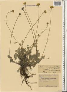 Archanthemis marschalliana subsp. marschalliana, Кавказ, Северная Осетия, Ингушетия и Чечня (K1c) (Россия)