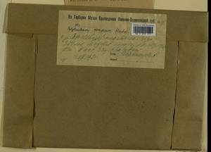 Polytrichum commune Hedw., Гербарий мохообразных, Мхи - Центральное Нечерноземье (B6) (Россия)