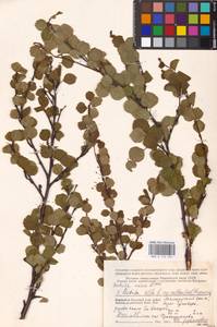 Betula nana × alba × callosa, Восточная Европа, Северный район (E1) (Россия)