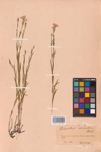 Гвоздика китайская L., Восточная Европа, Восточный район (E10) (Россия)