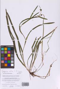 Ежеголовник плавающий L., Восточная Европа, Московская область и Москва (E4a) (Россия)