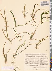 Рдест сплюснутый L., Сибирь, Чукотка и Камчатка (S7) (Россия)