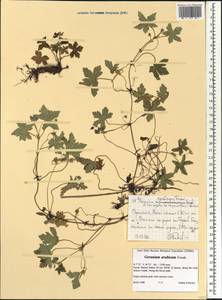 Geranium arabicum Forssk., Африка (AFR) (Эфиопия)