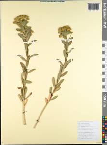 Euphorbia pannonica Host, Кавказ, Черноморское побережье (от Новороссийска до Адлера) (K3) (Россия)