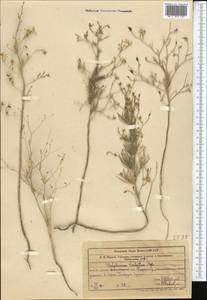 Delphinium barbatum Bunge, Средняя Азия и Казахстан, Западный Тянь-Шань и Каратау (M3) (Казахстан)