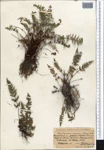 Oeosporangium persica (Bory) Vis., Средняя Азия и Казахстан, Западный Тянь-Шань и Каратау (M3) (Киргизия)