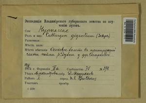 Calliergon giganteum (Schimp.) Kindb., Гербарий мохообразных, Мхи - Москва и Московская область (B6a) (Россия)