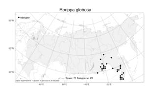 Rorippa globosa, Жерушник шаровидный (Turcz.) Hayek, Атлас флоры России (FLORUS) (Россия)
