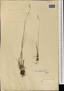 Мятлик оттянутый Trin., Монголия (MONG) (Монголия)