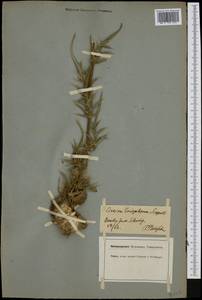 Cirsium eriophorum (L.) Scop., Западная Европа (EUR) (Швейцария)