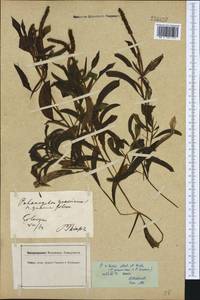 Potamogeton × angustifolius J.Presl, Западная Европа (EUR) (Германия)