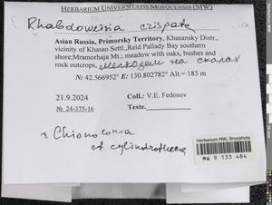 Rhabdoweisia crispata (Dicks.) Lindb., Гербарий мохообразных, Мхи - Дальний Восток (без Чукотки и Камчатки) (B20) (Россия)