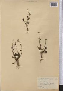 Chrysanthellum americanum (L.) Vatke, Америка (AMER) (Куба)