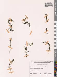 Болотник обоеполый L., Сибирь, Чукотка и Камчатка (S7) (Россия)