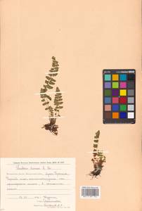 Вудсия эльбская (L.) R.Br., Сибирь, Чукотка и Камчатка (S7) (Россия)