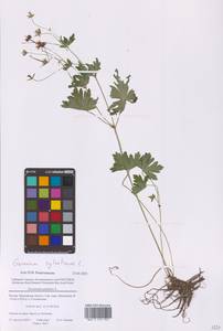 Герань лесная L., Восточная Европа, Московская область и Москва (E4a) (Россия)