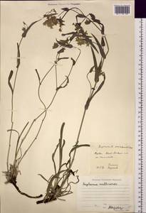 Володушка многожилковая DC., Сибирь, Алтай и Саяны (S2) (Россия)