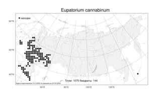 Eupatorium cannabinum, Посконник конопляный L., Атлас флоры России (FLORUS) (Россия)