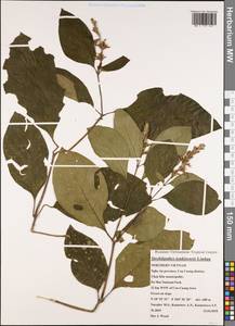 Strobilanthes tonkinensis Lindau, Зарубежная Азия (ASIA) (Вьетнам)