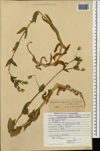 Dichodon davuricum (Fisch. ex Spreng.) Á. Löve & D. Löve, Кавказ, Грузия (K4) (Грузия)
