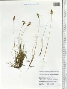 Зубровка альпийская (Sw. ex Willd.) Roem. & Schult., Сибирь, Прибайкалье и Забайкалье (S4) (Россия)