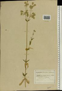 Смолевка обыкновенная, Хлопушка (Moench) Garcke, Восточная Европа, Средневолжский район (E8) (Россия)